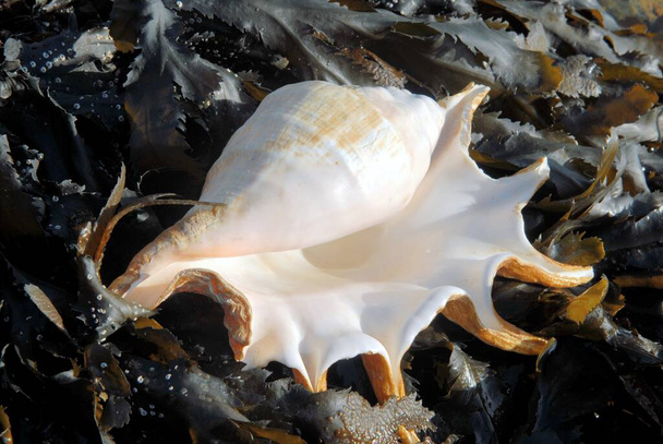 Queen Conch close-up sobre a alga
  - Foto, Imagem