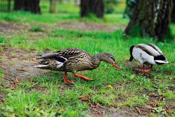 Dzikie kaczki w parku. - Zdjęcie, obraz