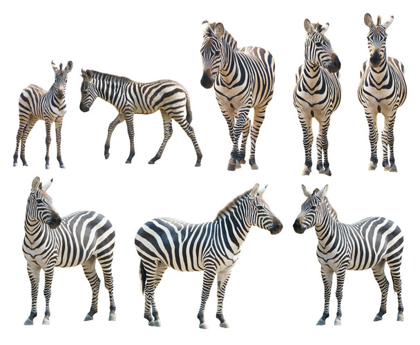 adout and young zebra isolated on white background - Photo, Image