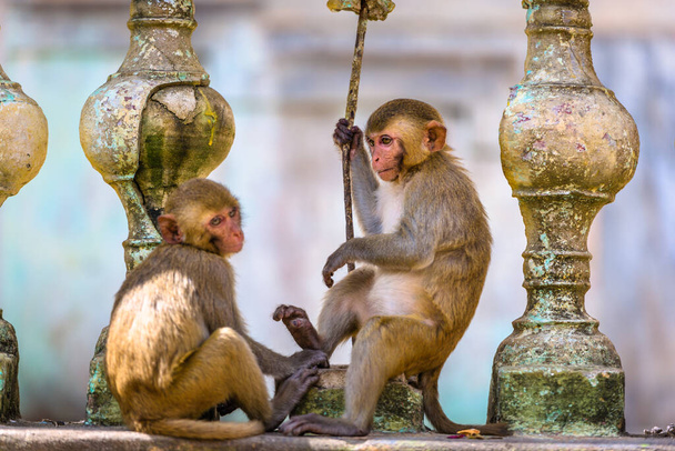 Macaque apen genieten van hun tijd in Taung Kalat op Mt. Popa, Myanmar. - Foto, afbeelding