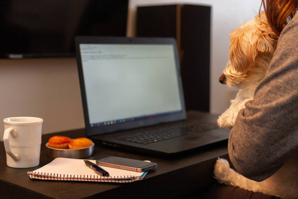 mladá žena se svým psem používá počítač ve svém obývacím pokoji. Má notes, mobil a kávu s muffiny. - Fotografie, Obrázek
