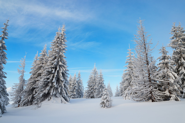 χιονισμένο δάσος - Φωτογραφία, εικόνα