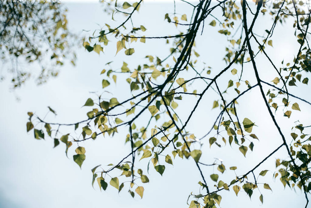 Πράσινα φύλλα δέντρου στο φως της ημέρας την άνοιξη - Φωτογραφία, εικόνα