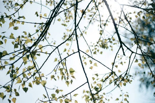 Folhas verdes de uma árvore em luz do dia em primavera
 - Foto, Imagem