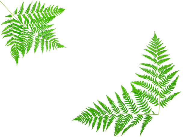 Young green fern leaf - Foto, Imagem