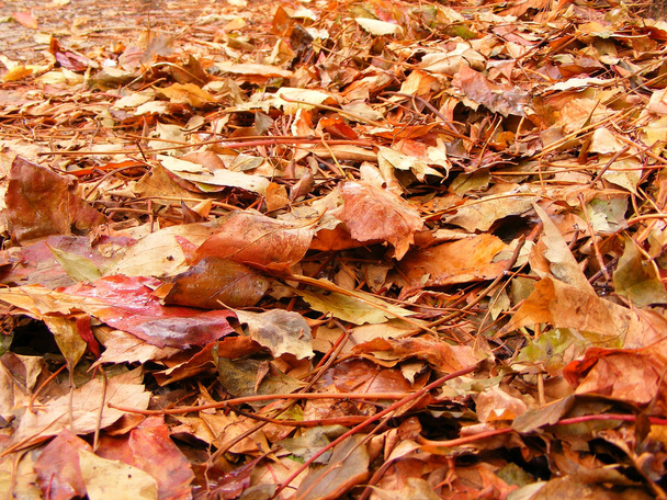 Autumn background - Photo, Image