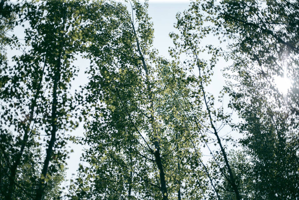 Зелене листя дерева в денне світло навесні
 - Фото, зображення