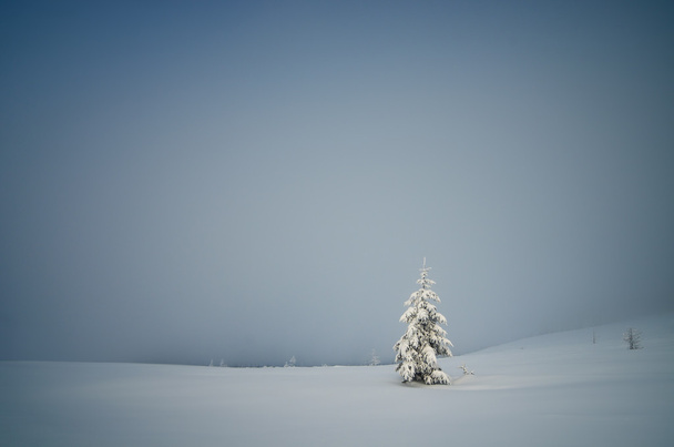 Lonely tree - Valokuva, kuva
