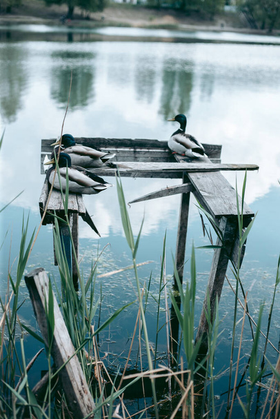 Pato se sienta en un muelle junto al lago
 - Foto, Imagen