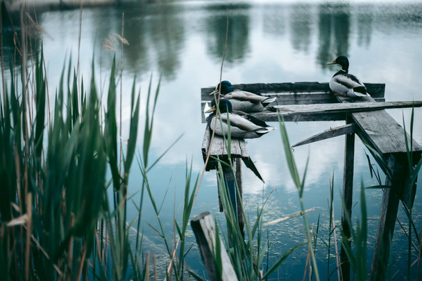 Duck si siede su un molo vicino al lago
 - Foto, immagini
