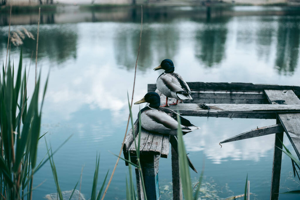 Canard assis sur une jetée au bord du lac
 - Photo, image