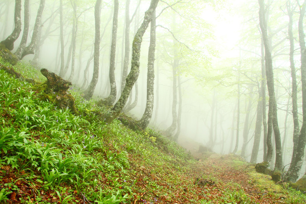 Floresta de faia de primavera no nevoeiro, Astúrias. Espanha
. - Foto, Imagem