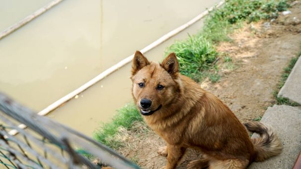 Un perro callejero curioso amistoso detrás de la valla, refugio para perros con jaulas en Asia, mascota robada para el mercado de alimentos, derechos de los animales, China, centro de rescate de mascotas, mejores amigos del ser humano
 - Foto, imagen