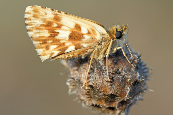 Skipper butterfly (Pyrgus sp) - Photo, Image