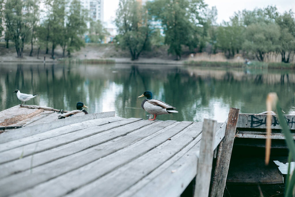 Duck sits on a pier by the lake - Photo, Image