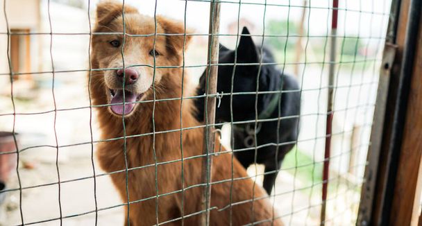 Egy barátságos kíváncsi kóbor kutya a kerítés mögött, kutya menhely ketrecekkel Ázsiában, lopott kisállat az élelmiszerpiacon, állatok jogai, Kína, kisállat mentő központ, ember legjobb barátai - Fotó, kép