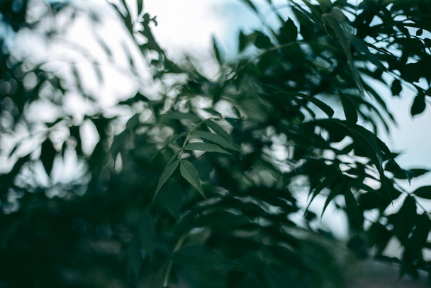 Baharda güpegündüz bir ağacın yeşil yaprakları - Fotoğraf, Görsel