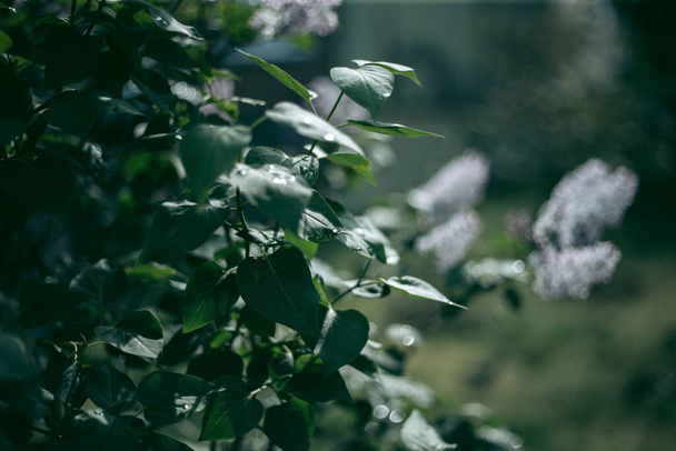 Цвіте бузковий кущ навесні вдень
 - Фото, зображення