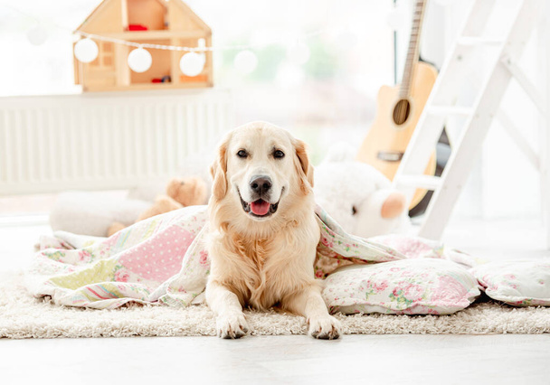 Cute golden retriever covered with blanket - 写真・画像