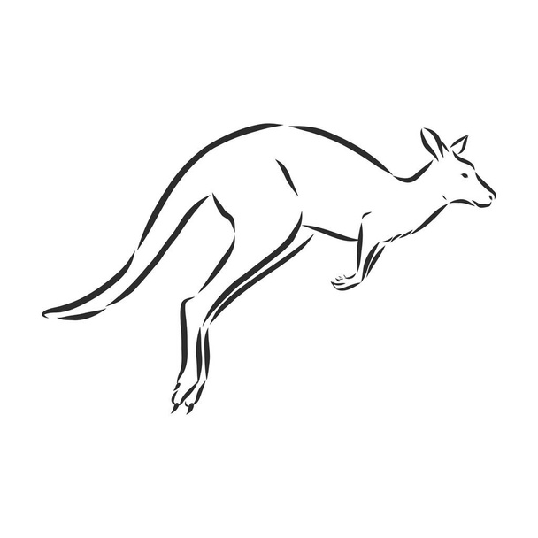 Tekening van een kangoeroe. Vectorillustratie - Vector, afbeelding