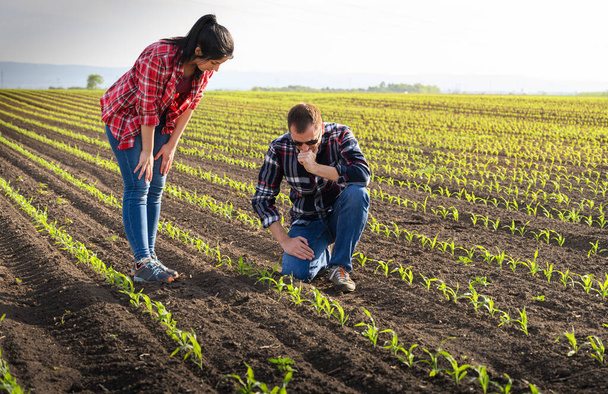 Young farmers examing planted young corn in spring - Photo, Image