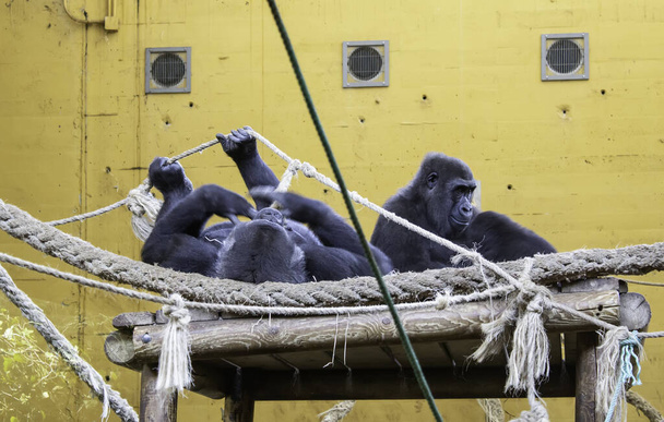 Gorillas in captivity, detail of wild animal, danger of extinction - Foto, Imagem