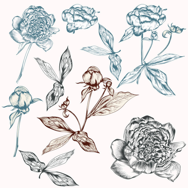 Conjunto de flores de peônia desenhadas à mão vetorial para design
 - Vetor, Imagem