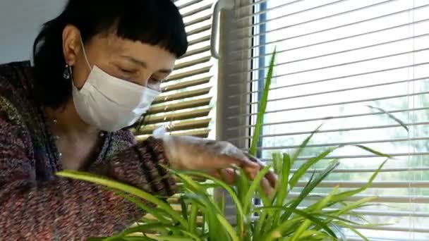 Ώριμη γυναίκα σε ιατρική μάσκα, ποτίζουν διακοσμητικά φυτά με σπρέι, στο σπίτι κοντά στο παράθυρο με περσίδες. Υπηρεσίες καθαριότητας και ανθοκομίας κατά την αυτοαπομόνωση κατά τη διάρκεια της καραντίνας. Κοντινό πλάνο. - Πλάνα, βίντεο