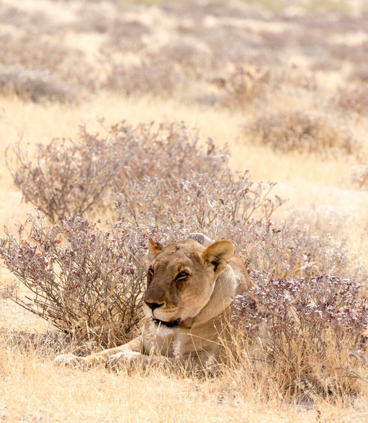 A female lion with radio collar in Namibia - Photo, Image