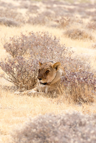 A female lion with radio collar in Namibia - Photo, Image