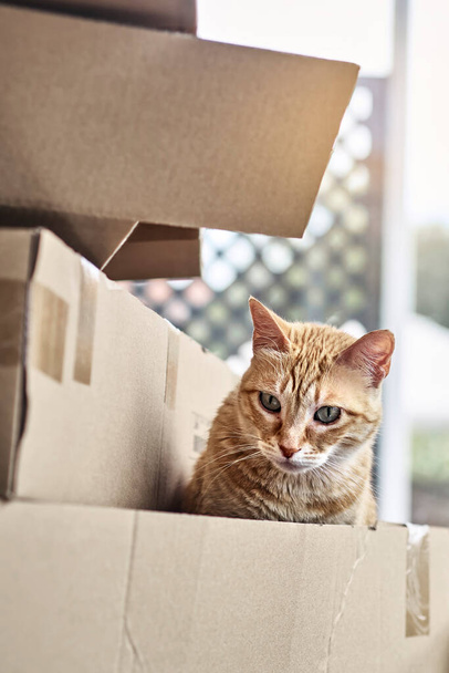 Suloinen kissanpentu pahvilaatikossa
 - Valokuva, kuva