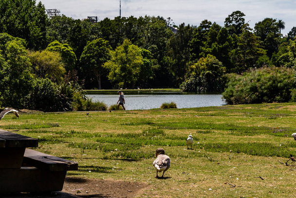 Утки, птицы, лебеди и гуси резвятся в пруду и вокруг него. Western Springs Duck Pond, Окленд, Новая Зеландия - Фото, изображение