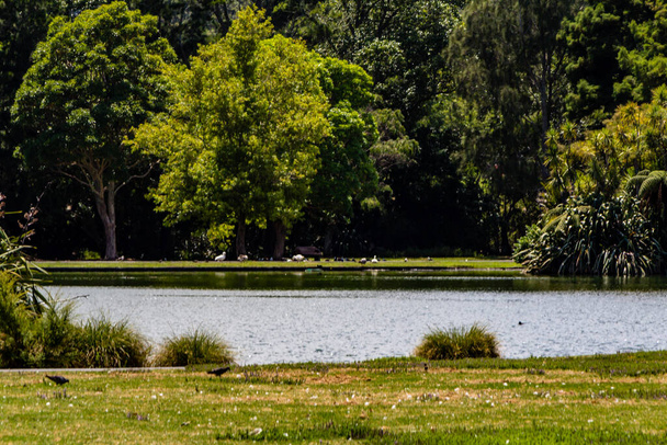 Vedute passeggiando per Western Springs Duck Pond, Auckland, Nuova Zelanda - Foto, immagini
