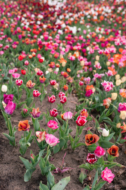 Increíble patrón de tulipanes coloridos florecientes al aire libre. Naturaleza, flores, primavera, concepto de jardinería
 - Foto, imagen