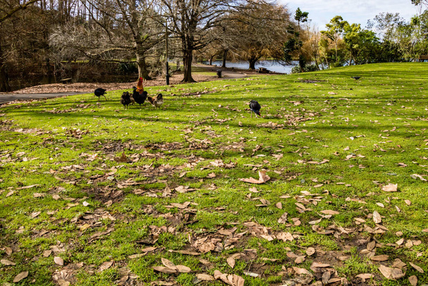 Patos, pájaros, cisnes y gansos se divierten en y alrededor del estanque. Estanque del pato de Western Springs, Auckland, Nueva Zelanda - Foto, imagen