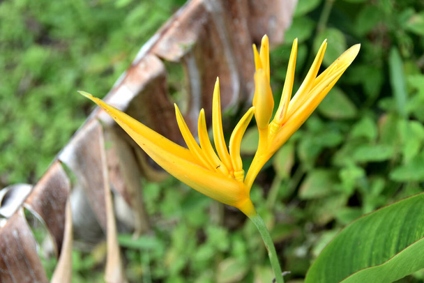 close-up de flor heliconia amarela com vegetação de fundo
 - Foto, Imagem