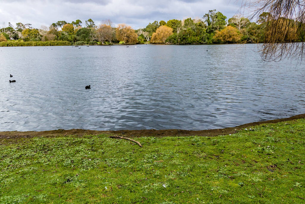 Eenden, vogels, zwanen en ganzen dartelen in en rond de vijver. Western Springs Duck Pond, Auckland, Nieuw-Zeeland - Foto, afbeelding