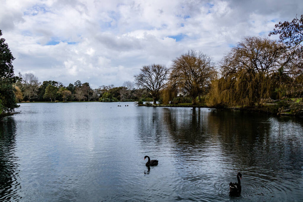 Kaczki, ptaki, łabędzie i gęsi bawiące się w stawie i wokół niego. Western Springs Duck Pond, Auckland, Nowa Zelandia - Zdjęcie, obraz