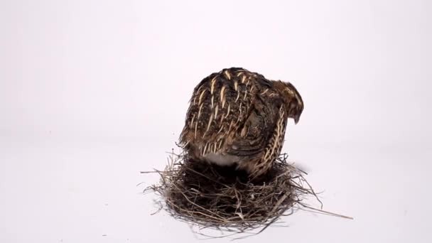 Caille sur un nid avec des œufs sur un fond blanc
 - Séquence, vidéo