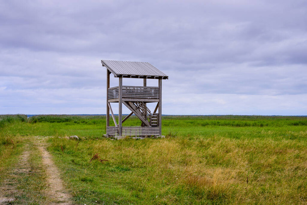 Дерев "яна пташка, що спостерігає за вежею в природі, природний парк Лахема (Естонія). - Фото, зображення