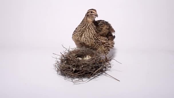 Codorniz cerca del nido con huevos sobre un fondo blanco
 - Metraje, vídeo
