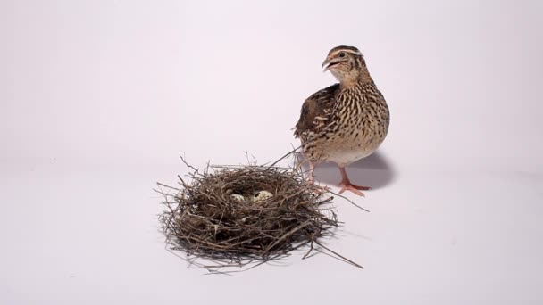 Codorniz cerca del nido con huevos sobre un fondo blanco
 - Metraje, vídeo