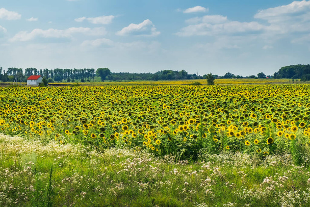 Vista panorámica de verano del campo agrícola de girasol amarillo, prado de hierba verde en primer plano, casa con techo rojo y árboles en el horizonte bajo el cielo azul. Agricultura y paisaje de tierras de cultivo en Ucrania
 - Foto, imagen