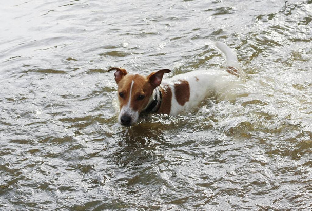 Carino cane bianco con macchie marroni nel lago
  - Foto, immagini