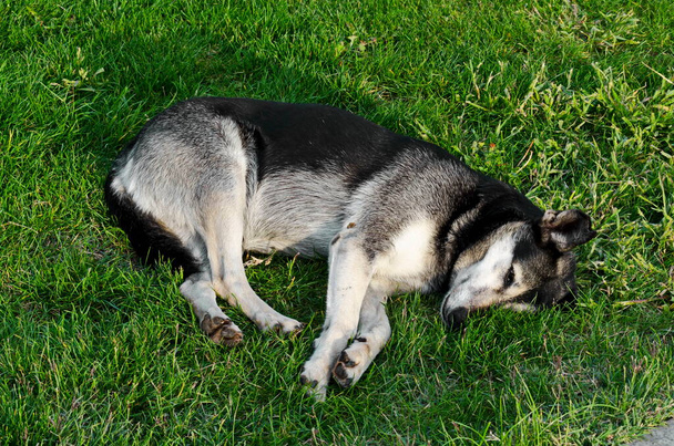 Un perro Husky siberiano sin hogar o privado de refugio descansa en la hierba de un jardín público, Sofía, Bulgaria, Europa
   - Foto, imagen