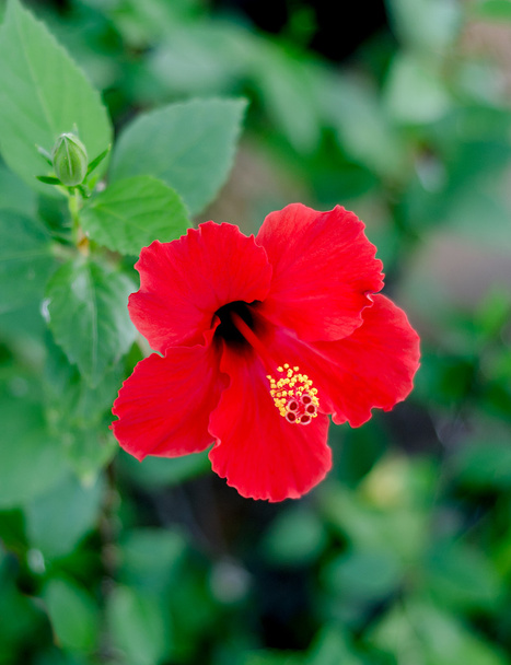 Primo piano fiore di ibisco rosso
 - Foto, immagini