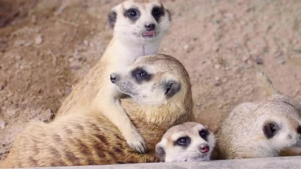 Group from Four Cute Curious Meerkats Love and Hugs Each Other on Sand - Footage, Video