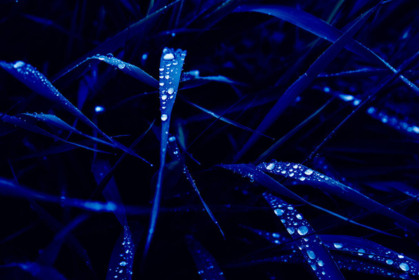 Grass with drops of water after rain. Blue color. - Fotó, kép