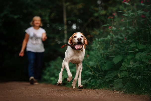 happy senior pointer dog running outdoors in summer - Photo, Image