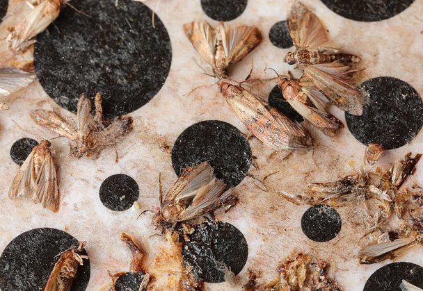 viele tote indische Mehlmotten, die in der Falle gefangen sind, sind Insekten, die Getreidemehl und Nudeln befallen - Foto, Bild